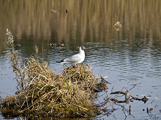 Image showing Seagull