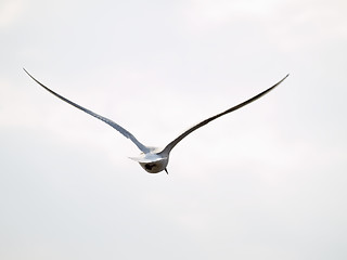 Image showing Free seagull