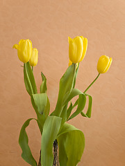 Image showing Tulips