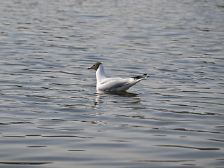 Image showing Swiming seagull 