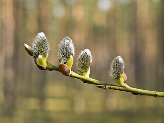 Image showing pussywillow