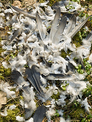 Image showing Feathers