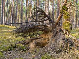 Image showing Tree roots