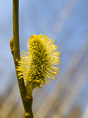 Image showing  Yellow pussywillow