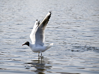 Image showing Flying up seagull