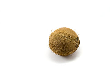 Image showing Coconut