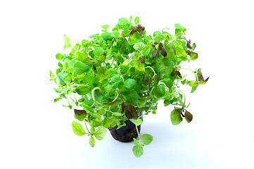 Image showing Green oregano