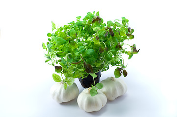 Image showing Green oregano on pot with garlic 