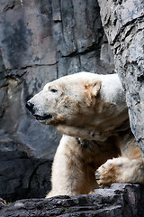 Image showing Polar bear head