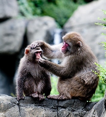 Image showing Snow Monkeys grooming