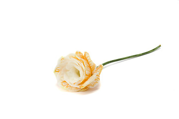 Image showing Eustoma