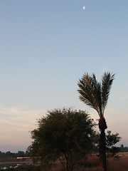 Image showing Dark trees, morning skies. Larnaca. Cyprus