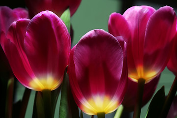Image showing tulips in night garden
