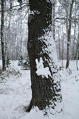 Image showing snow hare on the wood