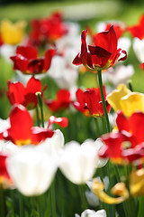 Image showing varicolored tulips