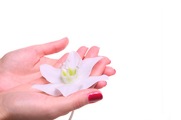 Image showing flower in hands