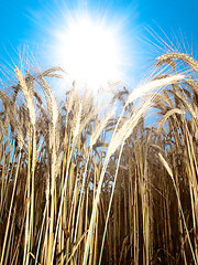 Image showing Beautiful golden wheat field