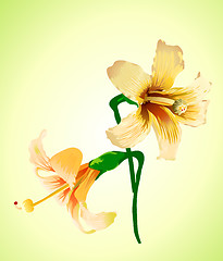 Image showing elegant flower