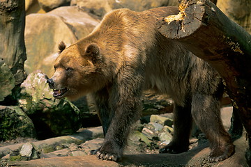 Image showing Ursus Arctos