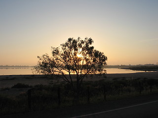 Image showing Tree, lake, sun. Larnaca. Cyprus