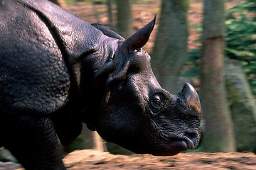 Image showing Running Rhino