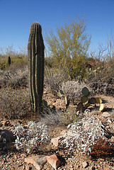 Image showing Cactus