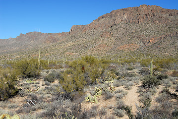 Image showing Cactus field