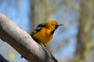 Image showing Olive warbler