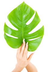 Image showing female hands with green leaf