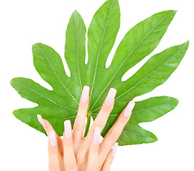 Image showing female hands with green leaf