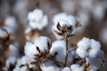 Image showing Cotton fields