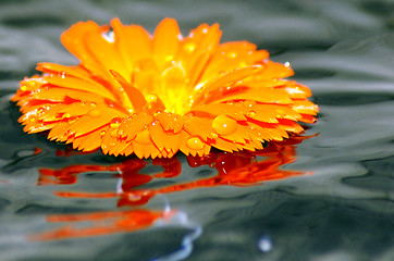 Image showing Flower on water