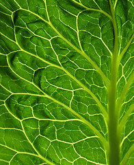 Image showing Asbtract Leaf