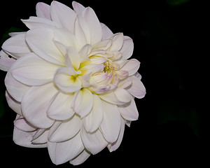 Image showing flower