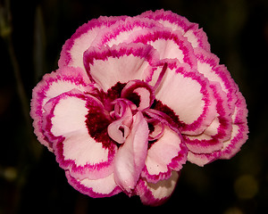 Image showing flower