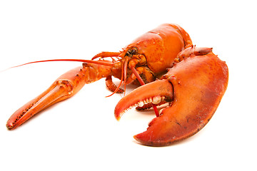 Image showing Lobster cooked