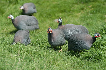 Image showing Birds