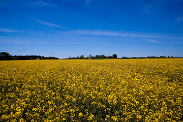 Image showing canula field