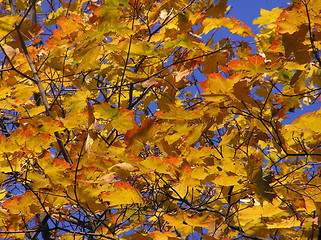 Image showing Golden maple 