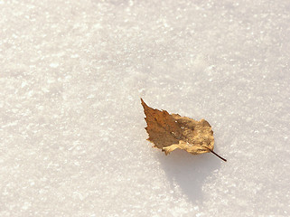 Image showing Leaf on snow