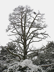 Image showing Winter tree 