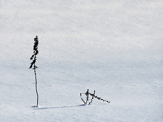 Image showing Winter sketch