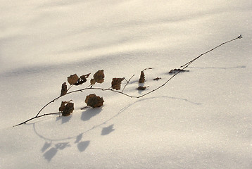 Image showing Branch in the snow