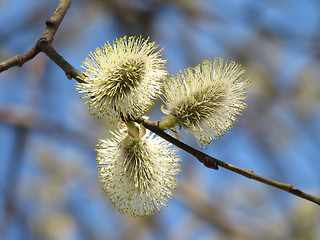 Image showing Pussy-willow 