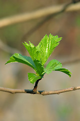 Image showing Spring leaves