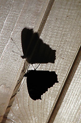 Image showing Butterfly's silhouette