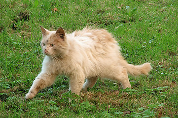 Image showing Homeless cat