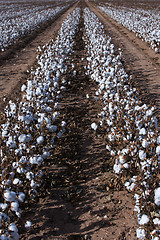 Image showing Cotton fields