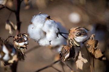 Image showing Cotton fields