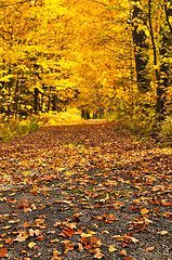 Image showing Autumn path